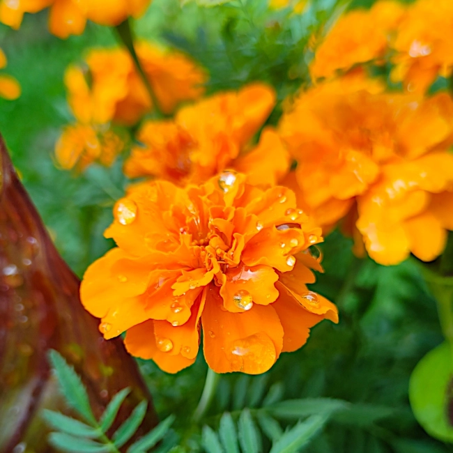 Aksamitka Rozpierzchła Harvest Moon pomarańczowa nasiona 1g - TORAF