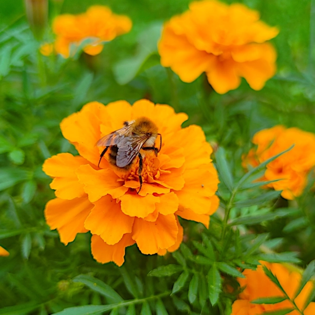 Aksamitka Rozpierzchła Harvest Moon pomarańczowa nasiona 1g - TORAF