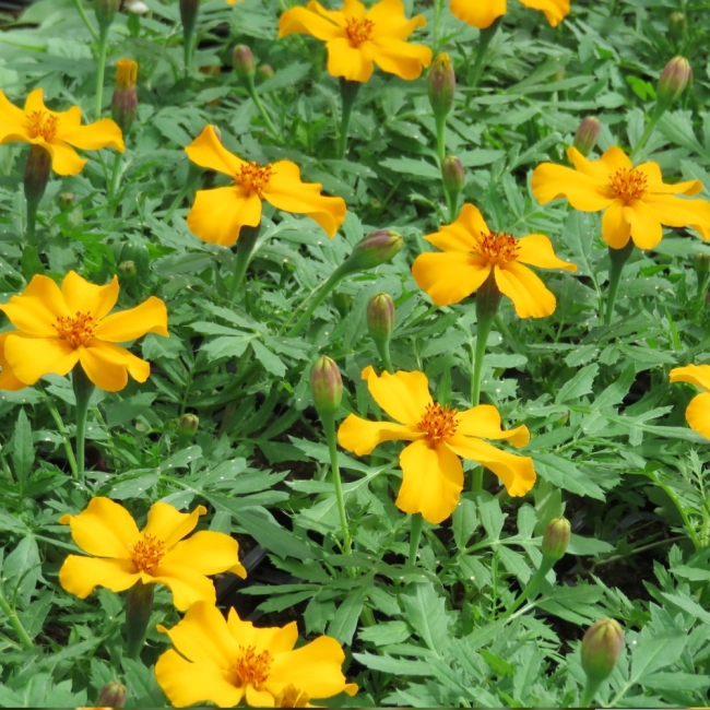 Aksamitka Wąskolistna Lulu nasiona 0,5g - TORAF