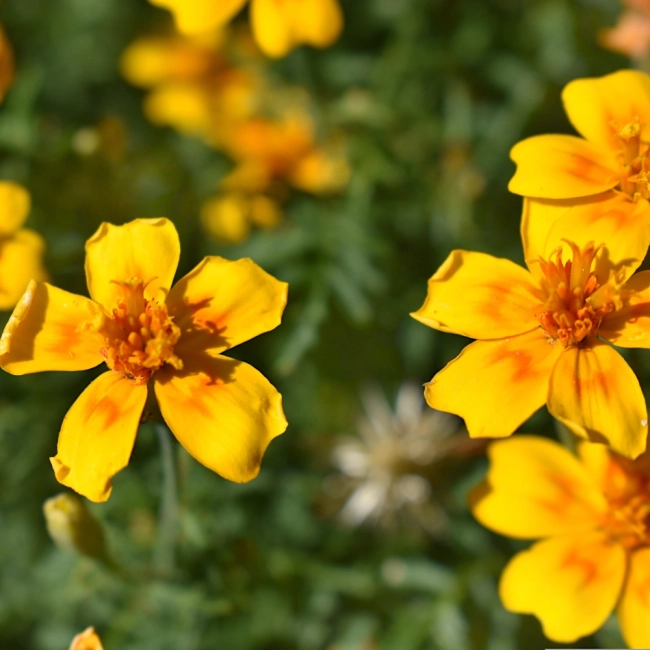 Aksamitka Wąskolistna Lulu nasiona 0,5g - TORAF