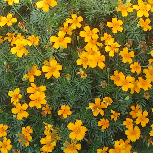 Aksamitka Wąskolistna Lulu nasiona 0,5g - TORAF