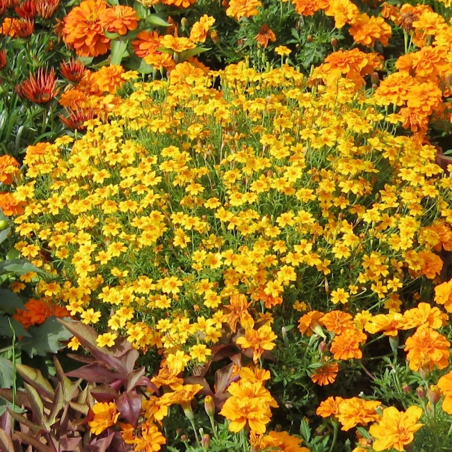 Aksamitka Wąskolistna Lulu nasiona 0,5g - TORAF