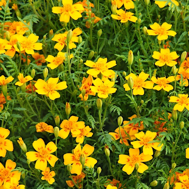 Aksamitka Wąskolistna Lulu nasiona 0,5g - TORAF