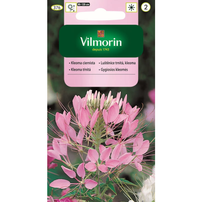 Kleome mieszanka nasiona 1g - VILMORIN