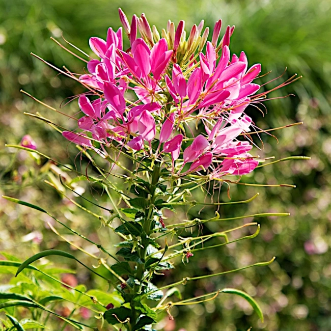 Kleome mieszanka nasiona 1g - VILMORIN