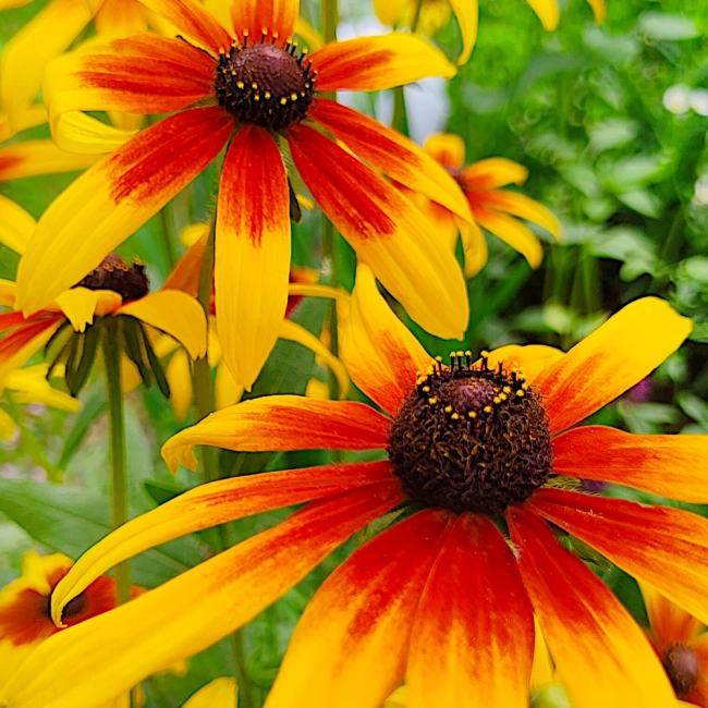 Rudbekia dwubarwna Rotacznica  nasiona 1g - VILMORIN