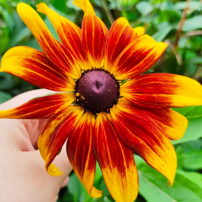 Rudbekia dwubarwna Rotacznica  nasiona 1g - VILMORIN