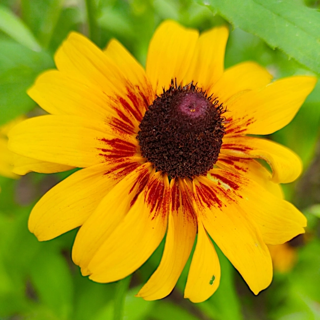 Rudbekia dwubarwna Rotacznica  nasiona 1g - VILMORIN
