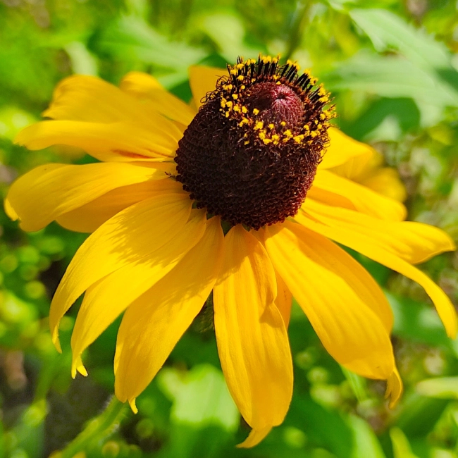 Rudbekia dwubarwna Rotacznica  nasiona 1g - VILMORIN