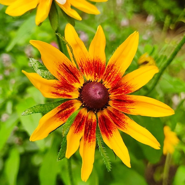 Rudbekia dwubarwna Rotacznica  nasiona 1g - VILMORIN
