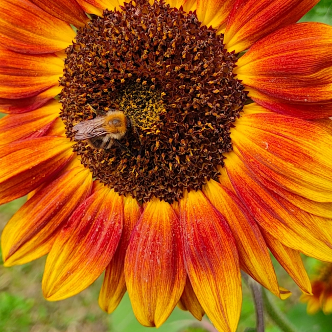 Słonecznik kwiatowy mieszanka nasiona 5g - VILMORIN