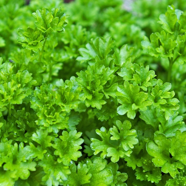 Pietruszka naciowa Rizado verde oscuro Robust nasiona 4g - VILMORIN