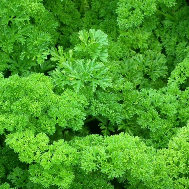 Pietruszka naciowa Rizado verde oscuro Robust nasiona 4g - VILMORIN