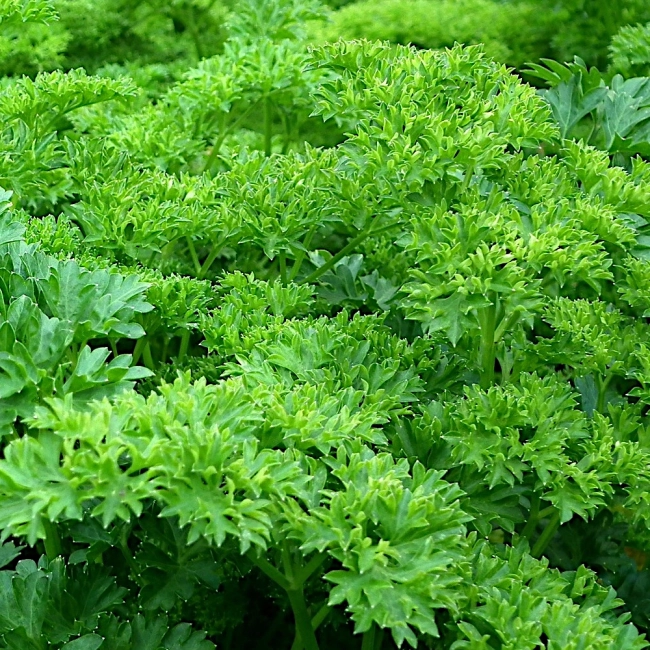 Pietruszka naciowa Rizado verde oscuro Robust nasiona 4g - VILMORIN