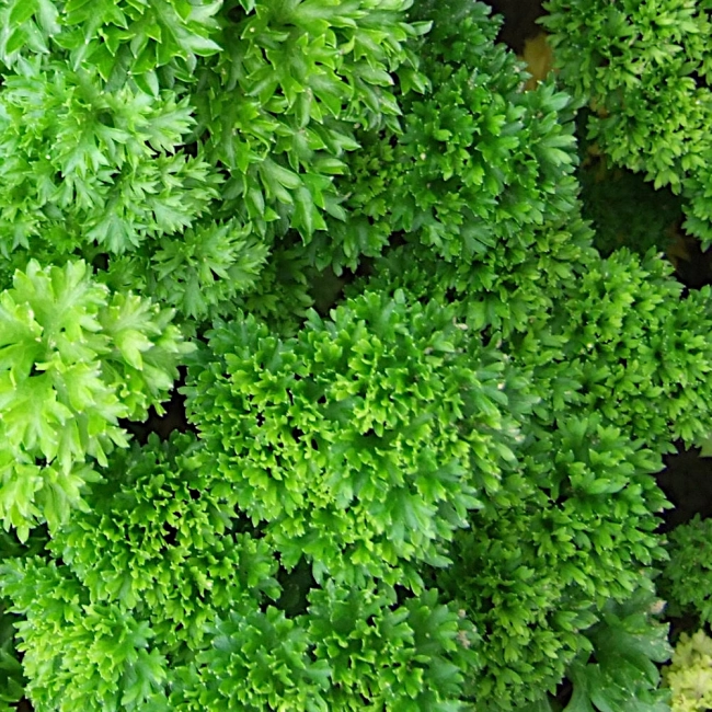 Pietruszka naciowa Rizado verde oscuro Robust nasiona 4g - VILMORIN