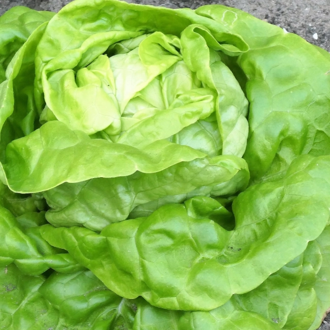 Sałata Lento nasiona na  taśmie 7m - VILMORIN