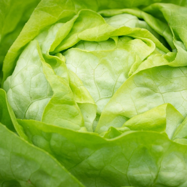 Sałata Lento nasiona na  taśmie 7m - VILMORIN