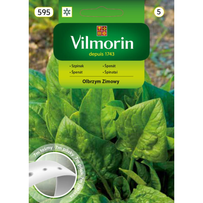 Szpinak Olbrzym Zimowy nasiona na  taśmie 7m - VILMORIN