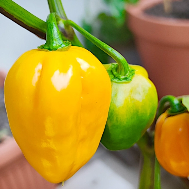 Papryka ostra Habanero Yellow  nasiona 0,2g- TORAF
