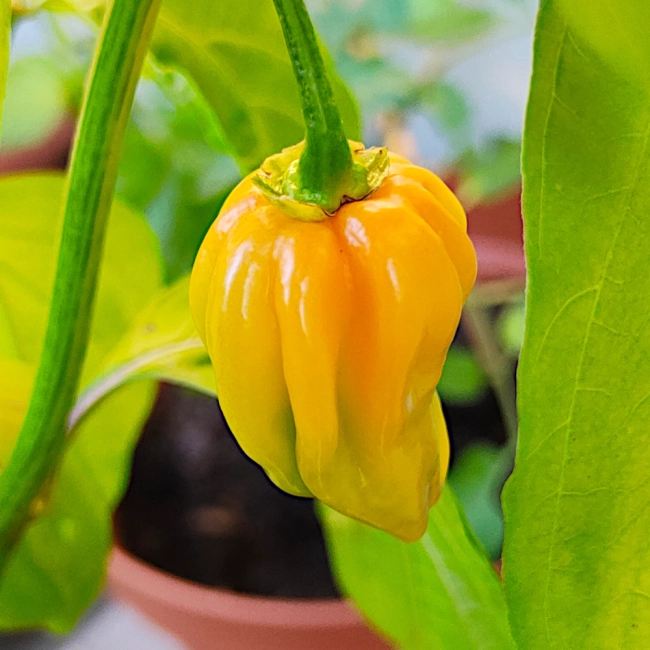 Papryka ostra Habanero Yellow  nasiona 0,2g- TORAF