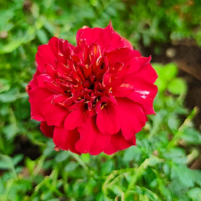 Aksamitka Rozpierzchła Champion czerwona 1g - WegAna