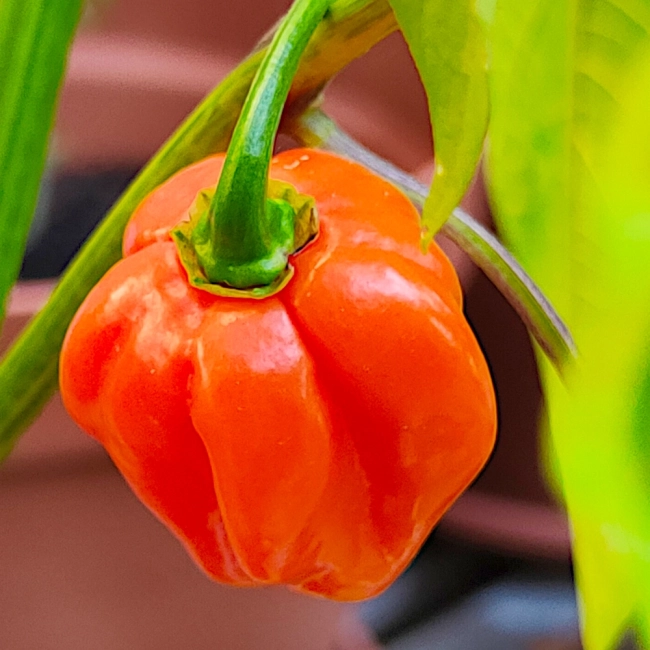 Papryka ostra Habanero Red nasiona 0,2g - TORAF