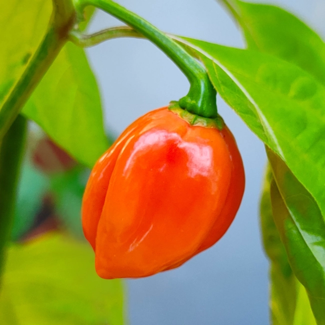 Papryka ostra Habanero Red nasiona 0,2g - TORAF