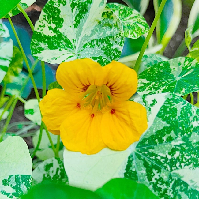 Nasturcja niska Alaska mieszanka nasiona 2g - VILMORIN