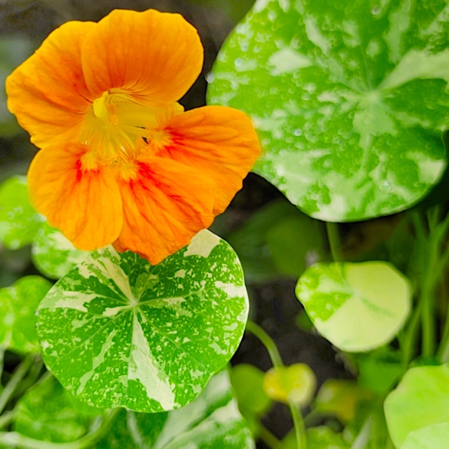 Nasturcja niska Alaska mieszanka nasiona 2g - VILMORIN