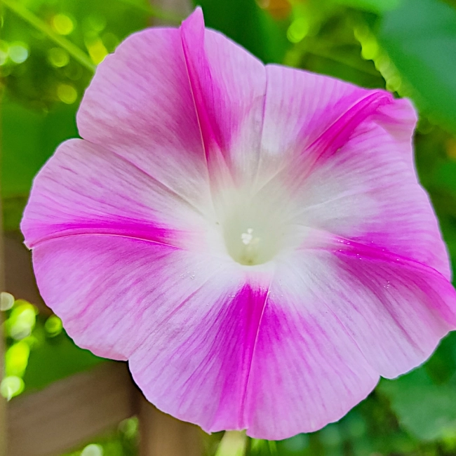 Wilec Arlequin nasiona 1g - WegAna