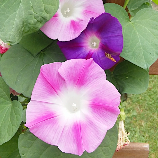 Wilec Arlequin nasiona 1g - WegAna