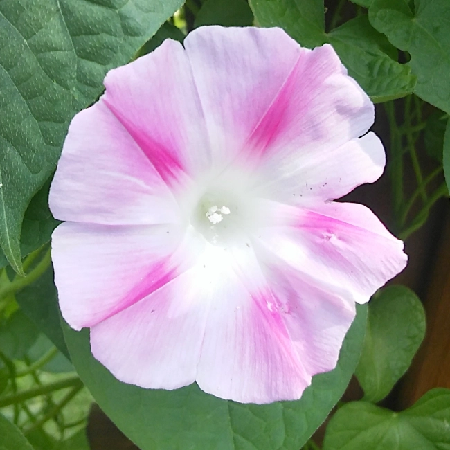 Wilec Arlequin nasiona 1g - WegAna