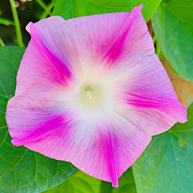 Wilec Arlequin nasiona 1g - WegAna