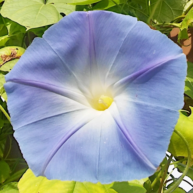 Wilec trójbarwny Heavenly Blue niebieski nasiona 2g - W. Legutko