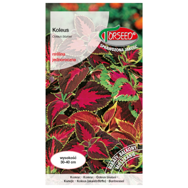 Koleus Pokrzywka MIX nasiona 0,1g - TORSEED
