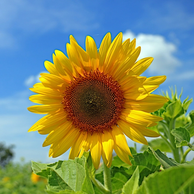 Słonecznik ogrodowy nasiona 10g - TORSEED