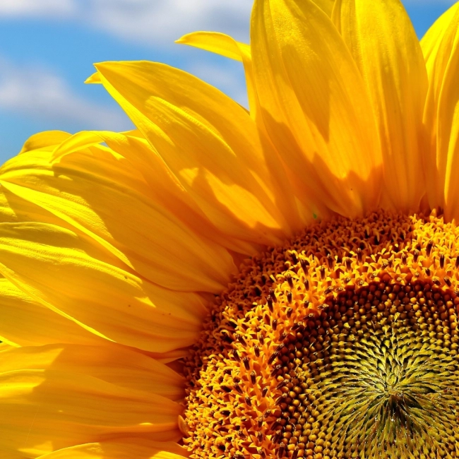 Słonecznik ogrodowy nasiona 10g - TORSEED