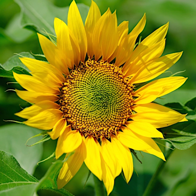 Słonecznik ogrodowy nasiona 10g - TORSEED