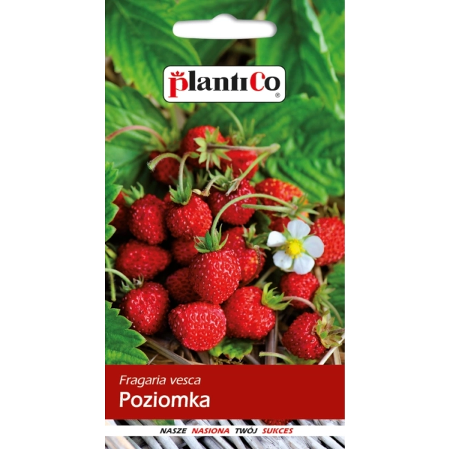 Poziomka bezrozłogowa Baron von Solemacher nasiona 0,2g - Plantico