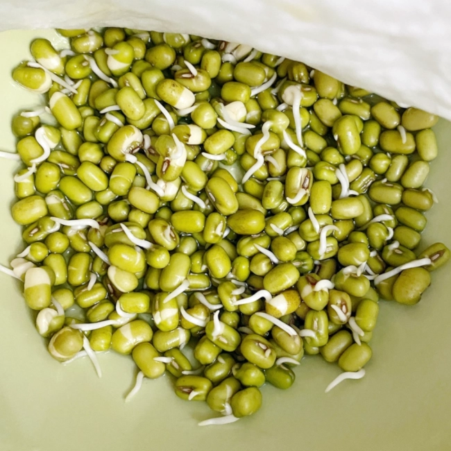 Fasola Mung Bio Kiełki nasiona 30g - W. Legutko