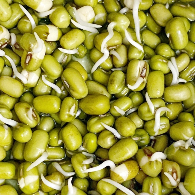 Fasola Mung Bio Kiełki nasiona 30g - W. Legutko