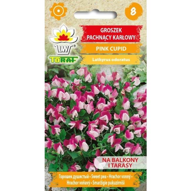 Groszek pachnący Pink Cupid nasiona 1g - TORAF