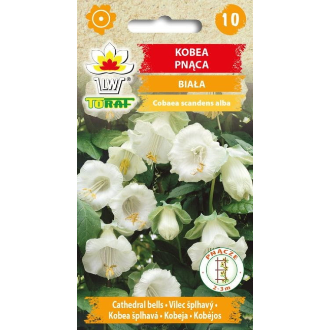 Kobea pnąca biała nasiona - TORAF