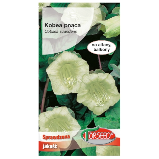 Kobea pnąca biała nasiona 0,8g - TORSEED