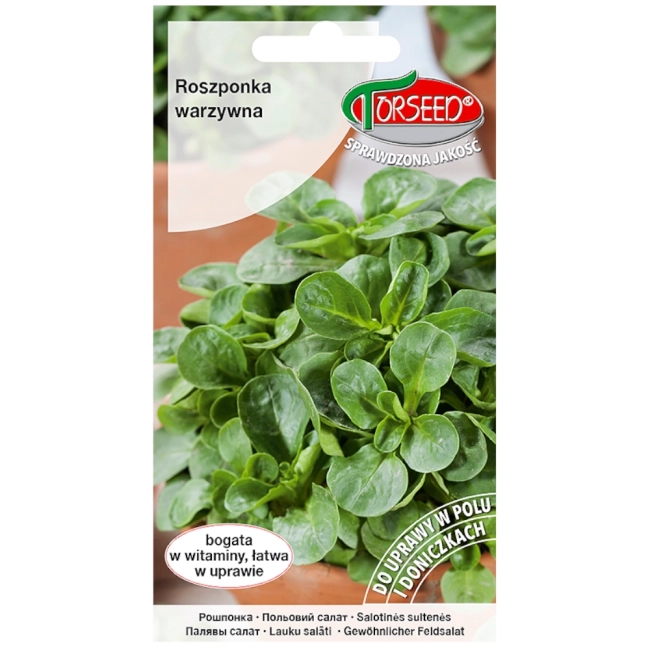 Roszponka Verte De Cambrai nasiona 2g - TORSEED