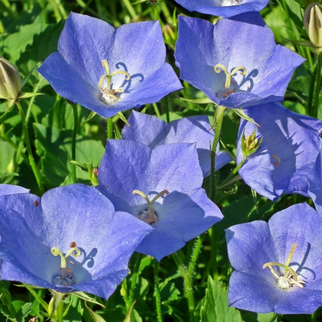 Dzwonek karpacki mix nasiona 0,3g - TORAF