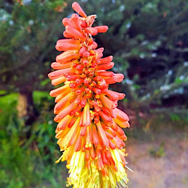 Trytoma groniasta nasiona 0,5g - TORAF