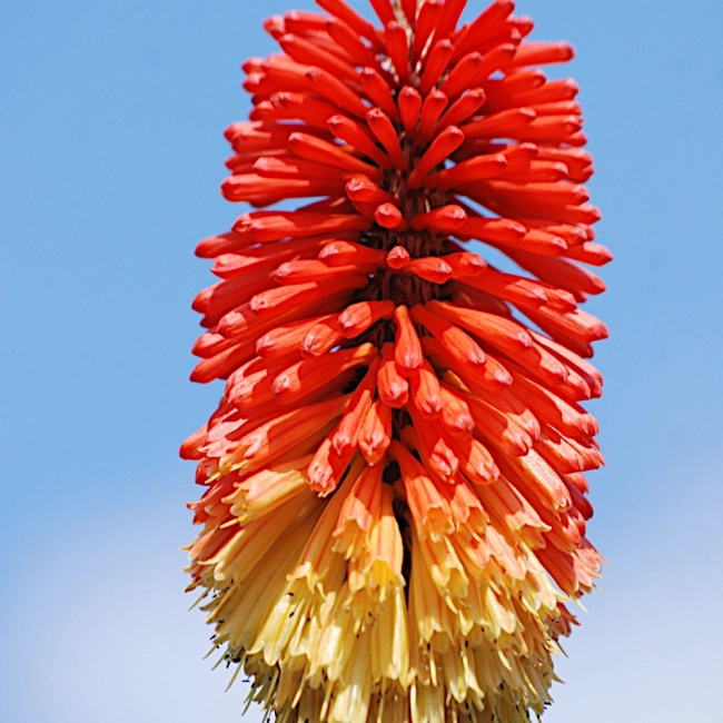 Trytoma groniasta nasiona 0,5g - TORAF