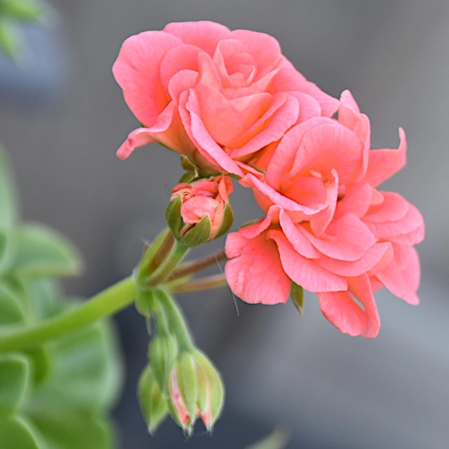 Pelargonia rabatowa Gama F1 łososiowa nasiona 0,05g - W. Legutko