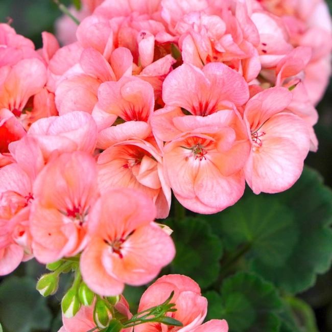 Pelargonia rabatowa Gama F1 łososiowa nasiona 0,05g - W. Legutko